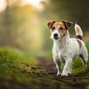 Understanding Jack Russell Terrier Temperament: A Comprehensive Guide for Dog Lovers
