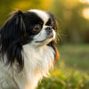 Understanding Japanese Chin Health Problems: A Comprehensive Guide for Pet Owners