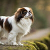 Understanding Japanese Chin Temperament: A Comprehensive Guide for Prospective Owners