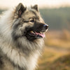 Understanding Keeshond Health Problems: A Comprehensive Guide for Dog Owners
