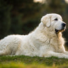 Understanding Kuvasz Health Problems: What Every Owner Should Know