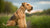 Understanding Lakeland Terrier Temperament: A Comprehensive Guide for Potential Owners
