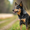 Understanding Lancashire Heeler Personality Traits: A Comprehensive Guide
