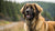 Understanding Leonberger Temperament: A Comprehensive Guide for Potential Owners