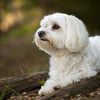 Understanding Maltese Health Problems: A Comprehensive Guide for Pet Owners