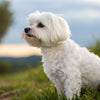 Understanding Maltese Temperament: The Ideal Companion for Every Dog Lover