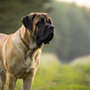 Understanding Mastiff Temperament: The Gentle Giant of the Dog World