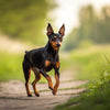 Understanding Miniature Pinscher Temperament: The Energetic Little King