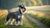 Understanding Miniature Schnauzer Personality Traits: A Comprehensive Guide