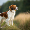 Understanding Nederlandse Kooikerhondje Personality Traits: A Comprehensive Guide