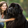 Understanding Newfoundland Health Problems: A Comprehensive Guide for Pet Owners