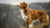 Understanding Nova Scotia Duck Tolling Retriever Health Problems: Insights and Solutions