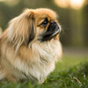 Understanding Pekingese Health Problems: A Comprehensive Guide for Pet Owners