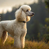 Understanding Poodle Health Problems: A Comprehensive Guide for Pet Owners