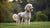 Understanding Poodle Personality Traits: A Deep Dive into This Elegant Breed