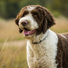 Understanding Portuguese Water Dog Temperament: A Guide for Potential Owners