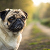 Understanding Pug Health Problems: A Comprehensive Guide for Pet Owners
