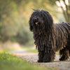 Understanding Puli Health Problems: A Comprehensive Guide for Dog Owners