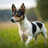Understanding Rat Terrier Health Problems: A Comprehensive Guide for Pet Owners