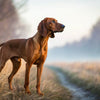 Understanding Redbone Coonhound Personality Traits: A Comprehensive Guide