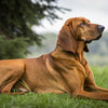 Understanding Redbone Coonhound Temperament: A Comprehensive Guide for Pet Owners
