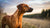 Understanding Rhodesian Ridgeback Personality Traits: A Comprehensive Guide