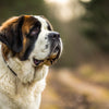 Understanding Saint Bernard Health Problems: A Comprehensive Guide for Caring Pet Owners