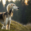 Understanding Saluki Health Problems: A Comprehensive Guide for Pet Owners
