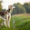 Understanding Saluki Temperament: The Graceful Soul of the Sighthound