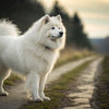 Understanding Samoyed Health Problems: A Comprehensive Guide for Pet Owners