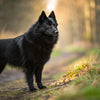 Understanding Schipperke Health Problems: A Comprehensive Guide for Owners