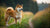 Understanding Shiba Inu Personality Traits: The Fiery Spirit of Japan's Beloved Breed