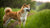 Understanding Shiba Inu Temperament: The Good, The Challenging, and the Unique