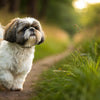 Understanding Shih Tzu Temperament: The Key to a Happy Companion