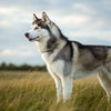Understanding Siberian Husky Health Problems: A Comprehensive Guide for Pet Owners