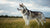 Understanding Siberian Husky Health Problems: A Comprehensive Guide for Pet Owners