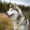 Understanding Siberian Husky Personality Traits: A Comprehensive Guide for Potential Owners