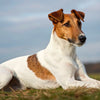 Understanding Smooth Fox Terrier Health Problems: A Comprehensive Guide for Pet Owners