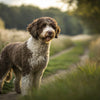 Understanding Spanish Water Dog Temperament: A Comprehensive Guide