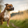 Understanding Staffordshire Bull Terrier Personality Traits: A Comprehensive Guide
