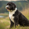 Understanding the Portuguese Water Dog Personality Traits
