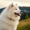 Understanding the Samoyed Temperament: A Comprehensive Guide for Pet Owners