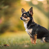Understanding the Smallest Dog Breed by Weight: A Guide to Tiny Companions