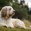 Understanding Tibetan Terrier Health Problems: A Comprehensive Guide for Pet Owners