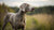 Understanding Weimaraner Health Problems: A Comprehensive Guide for Responsible Pet Owners