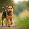 Understanding Welsh Terrier Personality Traits: A Comprehensive Guide