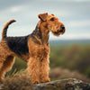 Understanding Welsh Terrier Temperament: An In-Depth Guide for Potential Owners