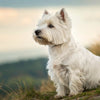 Understanding West Highland White Terrier Health Problems: A Comprehensive Guide