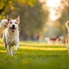 Understanding What Dogs Need the Most Exercise: A Comprehensive Guide