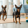 Understanding What Makes a Dog Food Grain Free: A Comprehensive Guide for Pet Owners